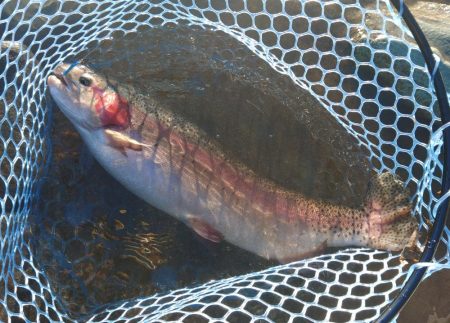 アタリは多かったが… ～天竜川ルアーフライ専用区～